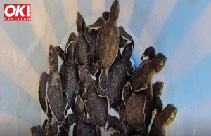 POACHING IS A MAJOR PROBLEM FOR ENDANGERED SEA TURTLES IN COASTAL PAKISTAN.